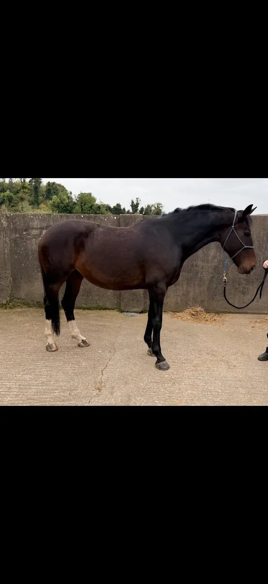 2018 Cobra 18 16.3 Mare - Image 1