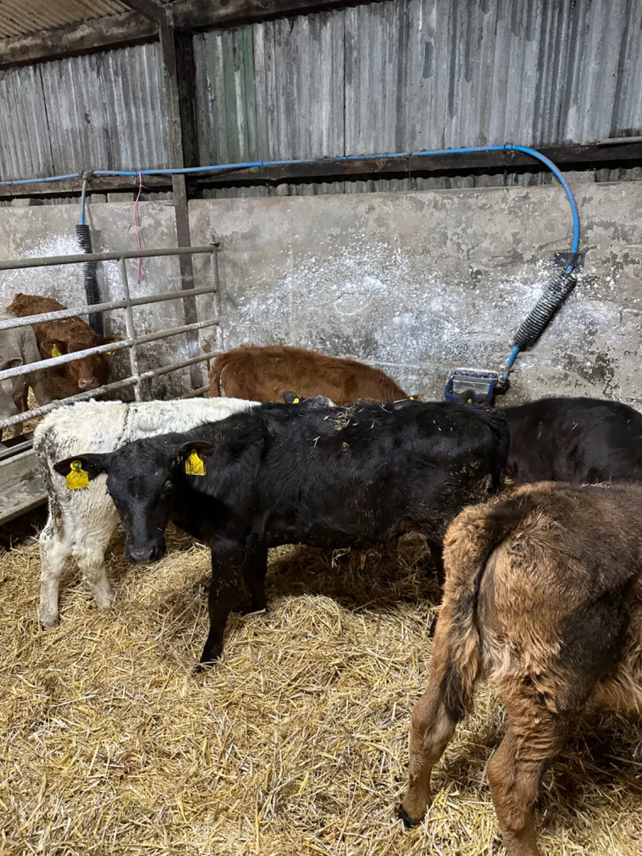 Reared heifers - Image 4