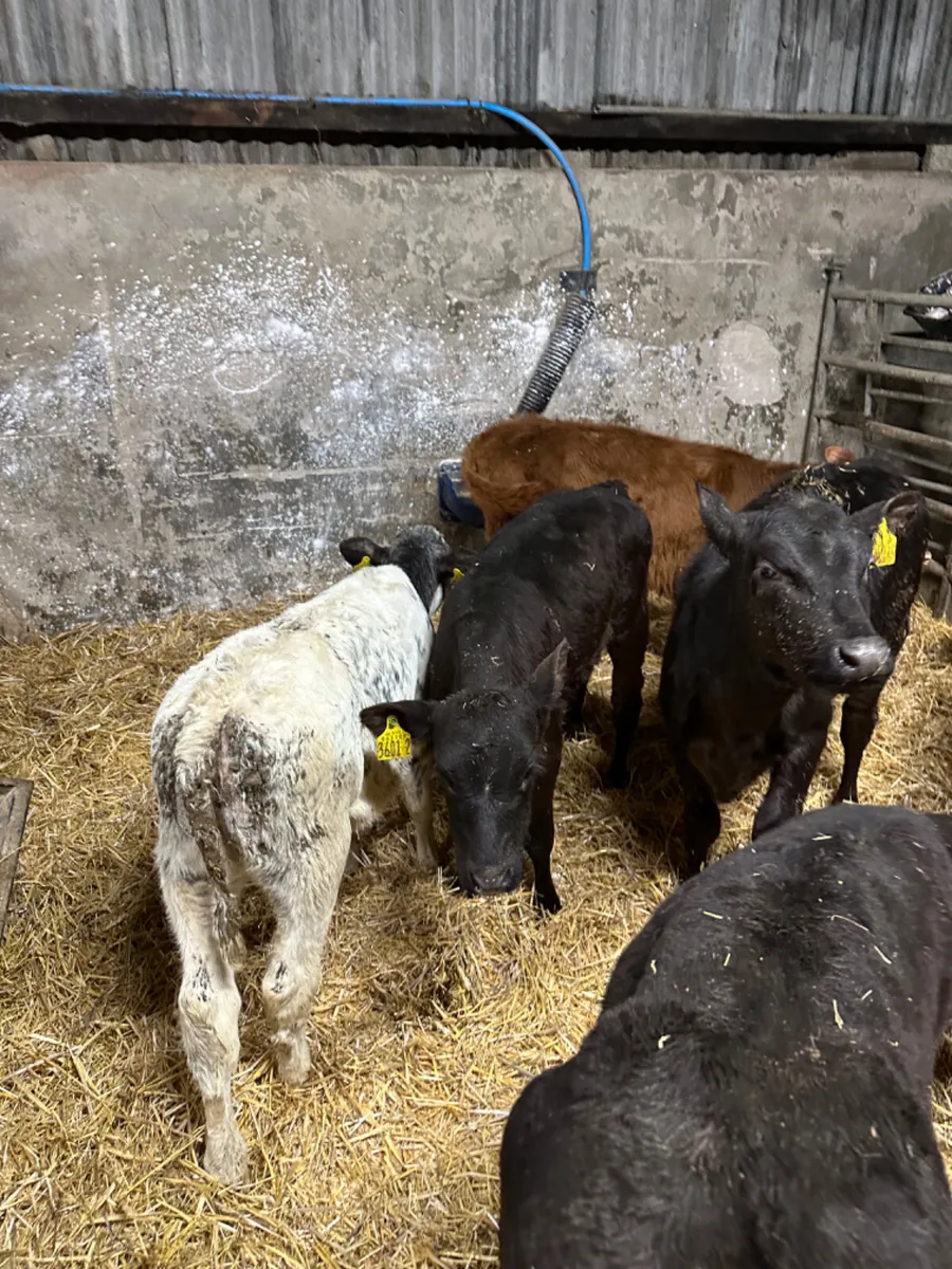 Reared heifers - Image 1