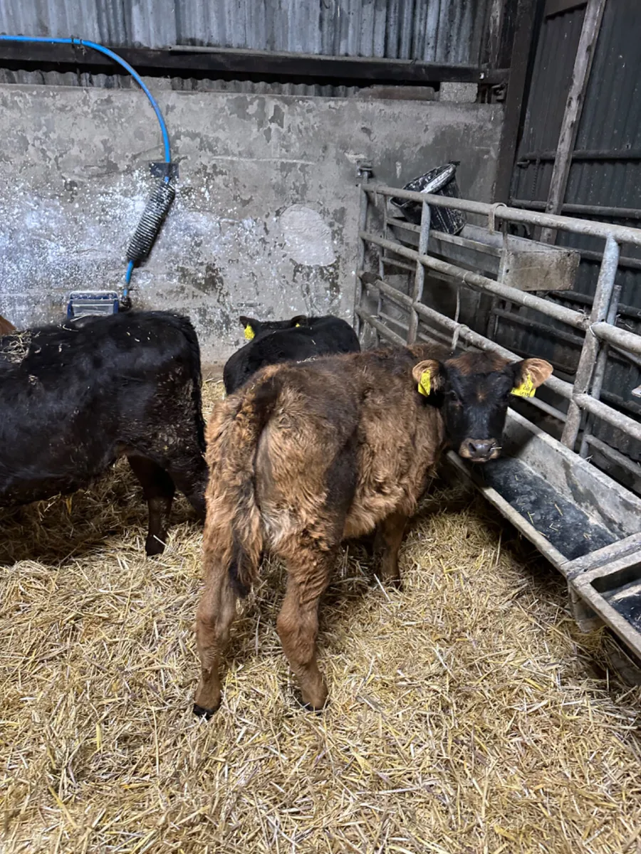 Reared heifers - Image 3