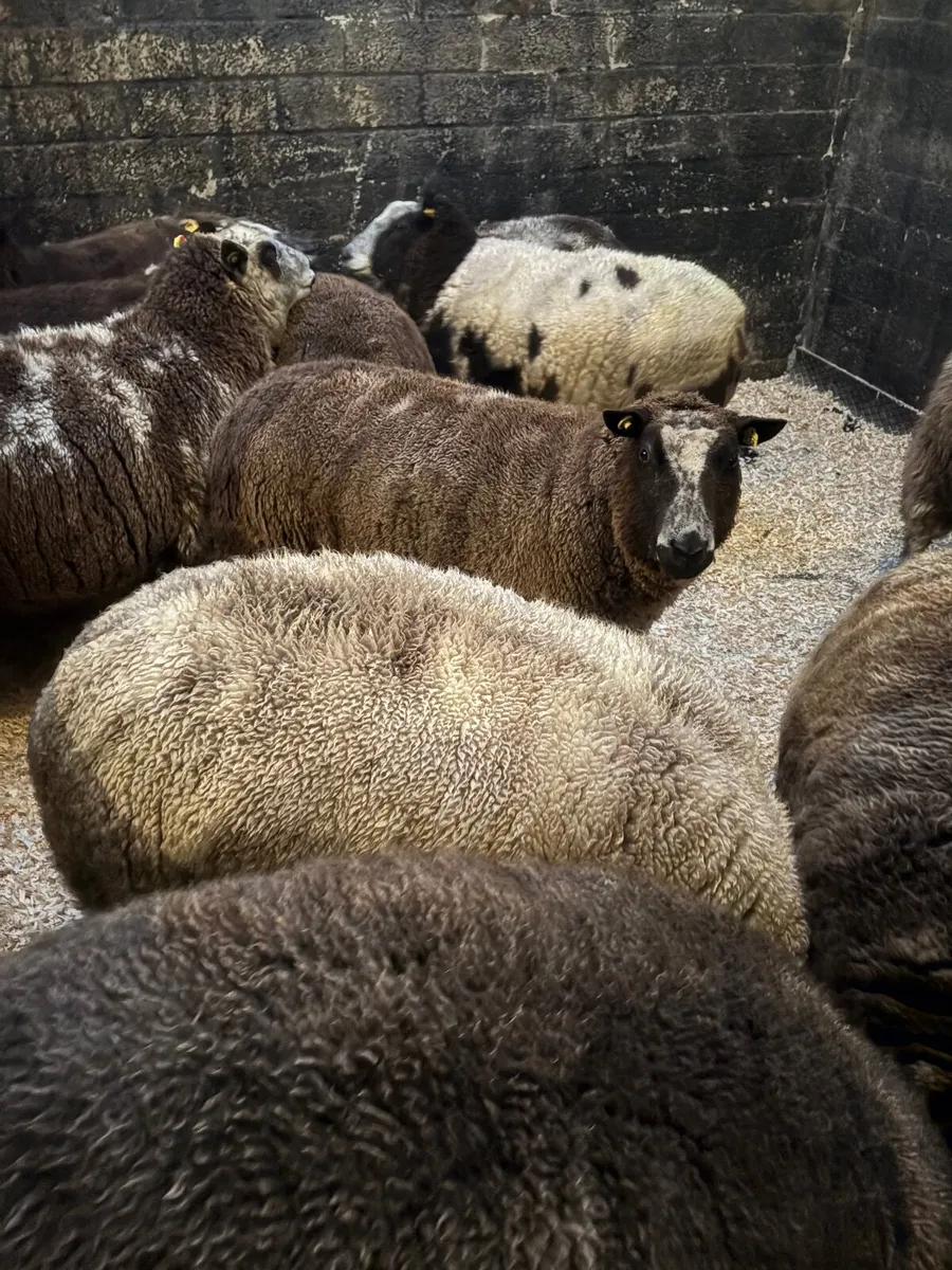 Dutch spotted ewes - Image 1