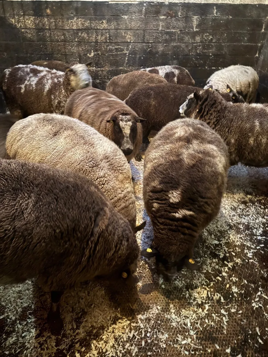 Dutch spotted ewes - Image 2