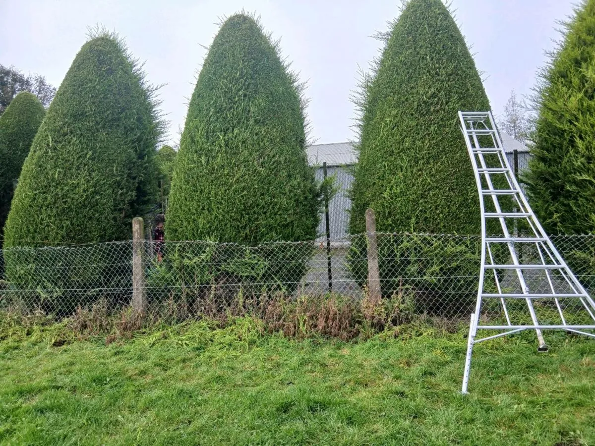 Garden maintanence services - Image 1