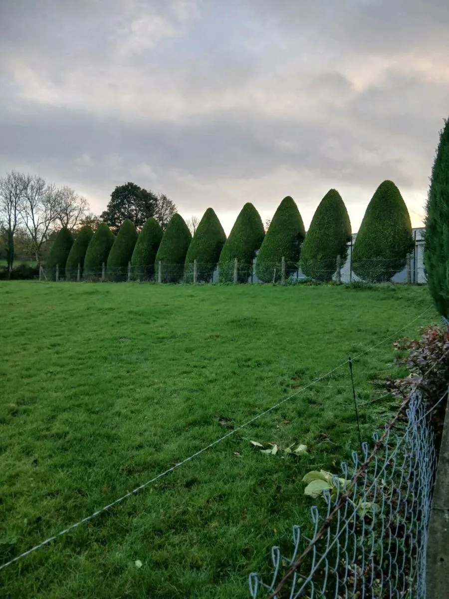 Garden maintanence services - Image 2