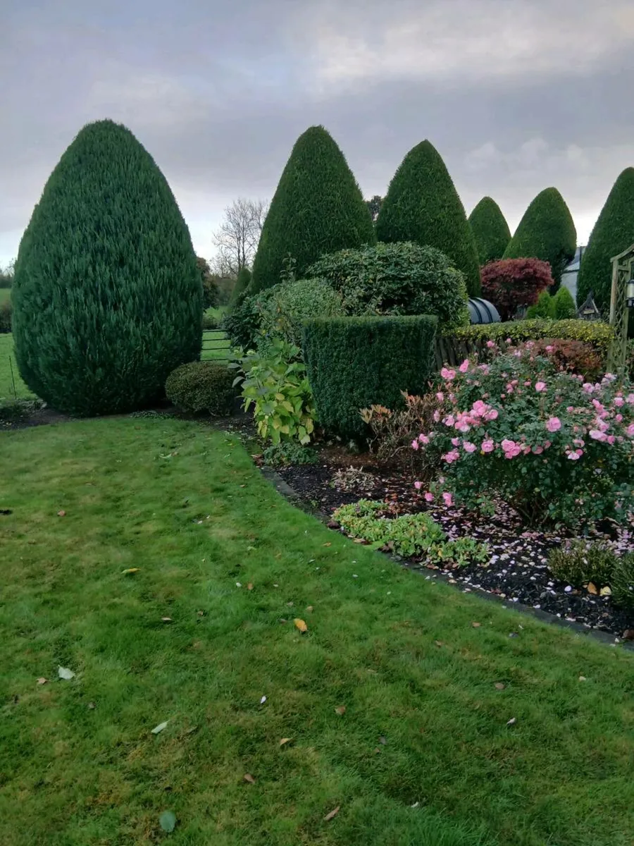 Garden maintanence services - Image 3