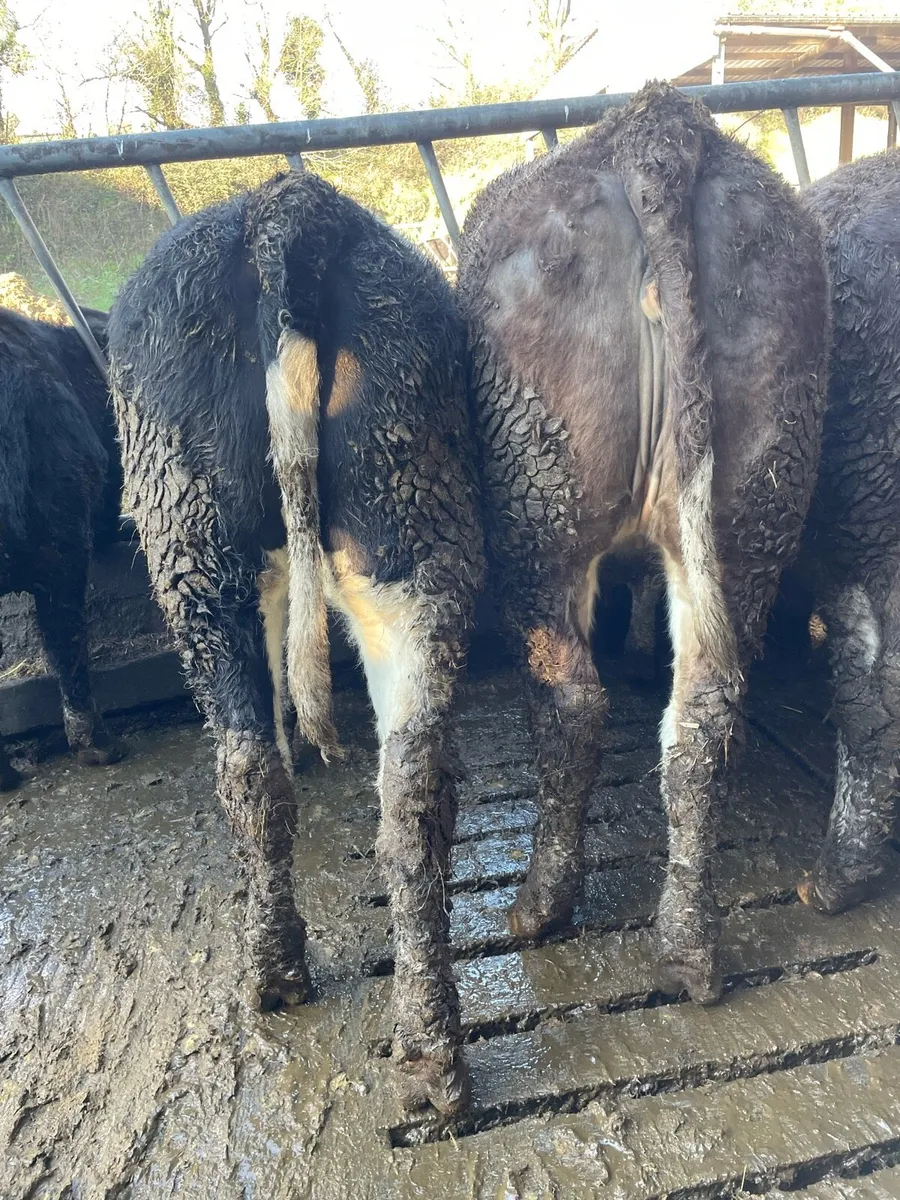 15 Simmental Heifers - Image 1