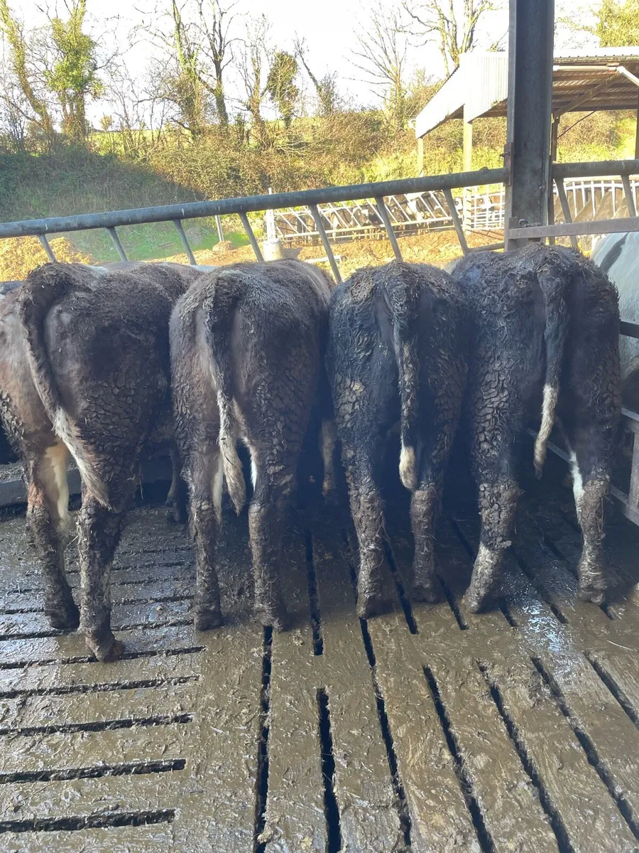 15 Simmental Heifers - Image 2