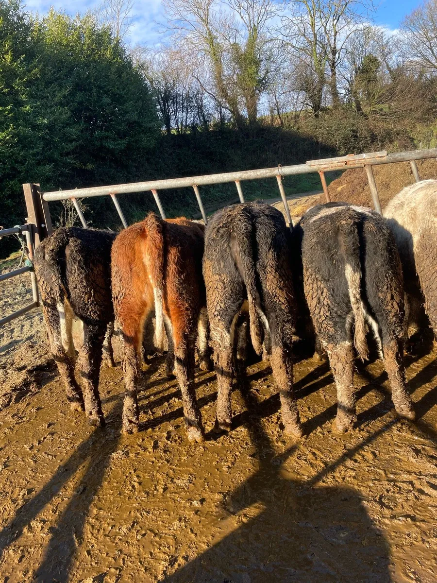 15 Simmental Heifers - Image 3