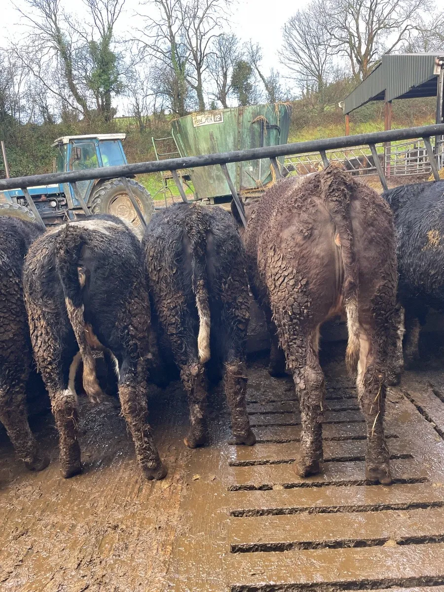 15 Simmental Heifers - Image 4