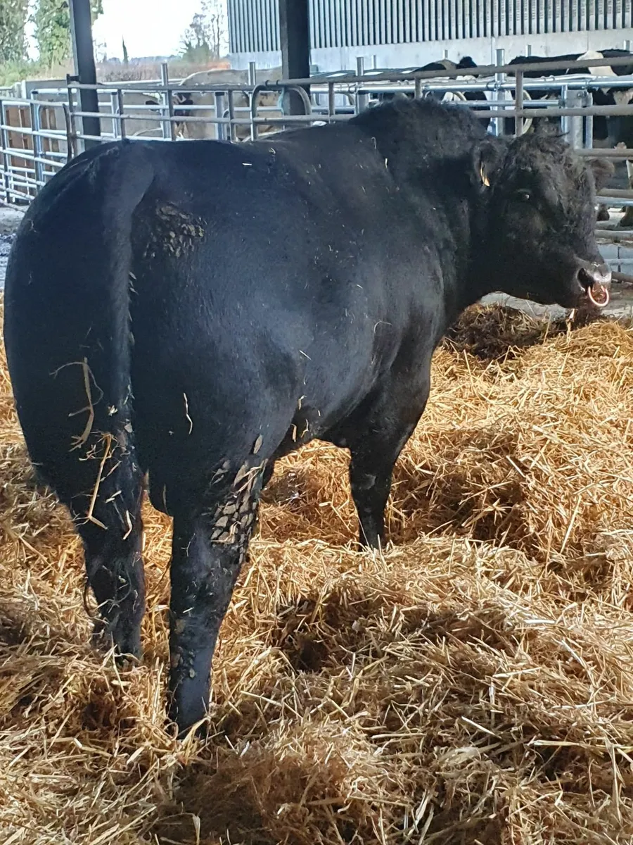 Aberdeen Angus bull - Image 1
