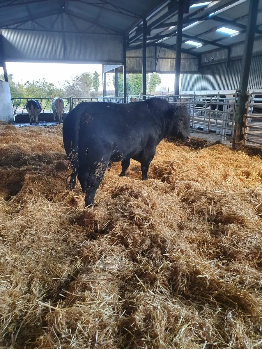 Aberdeen Angus bull - Image 2