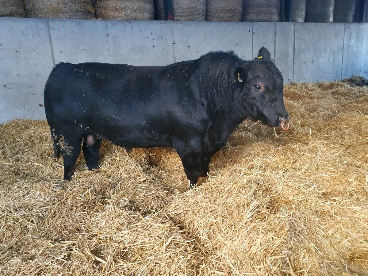 Aberdeen Angus bull - Image 4