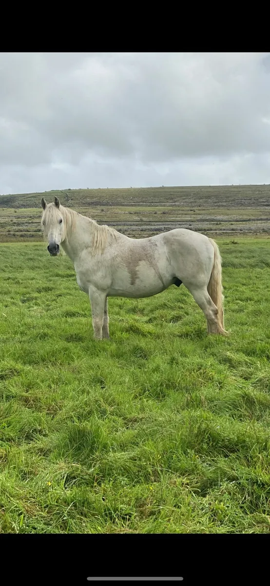 Irish Draught Stallion - Image 1