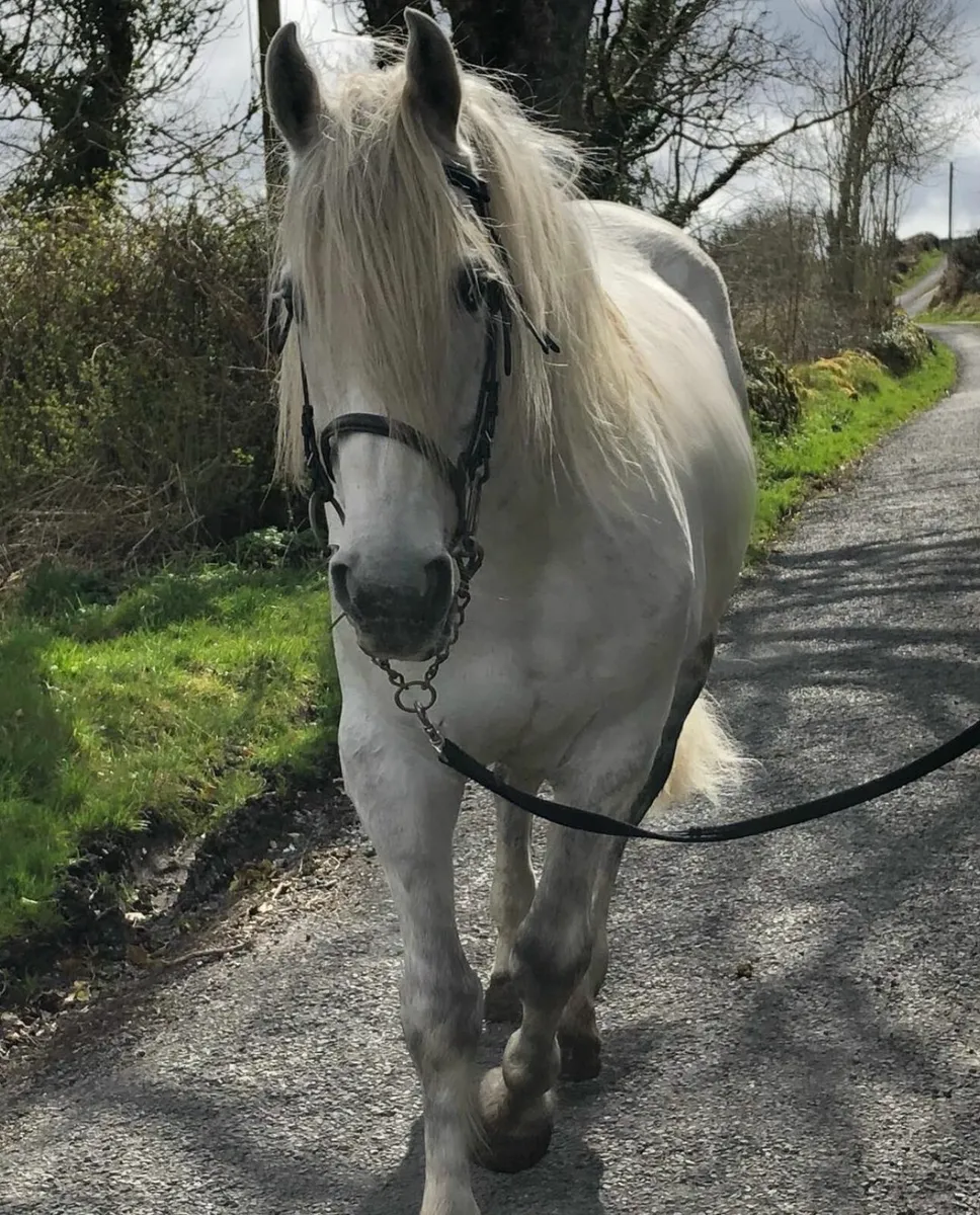 Irish Draught Stallion - Image 2