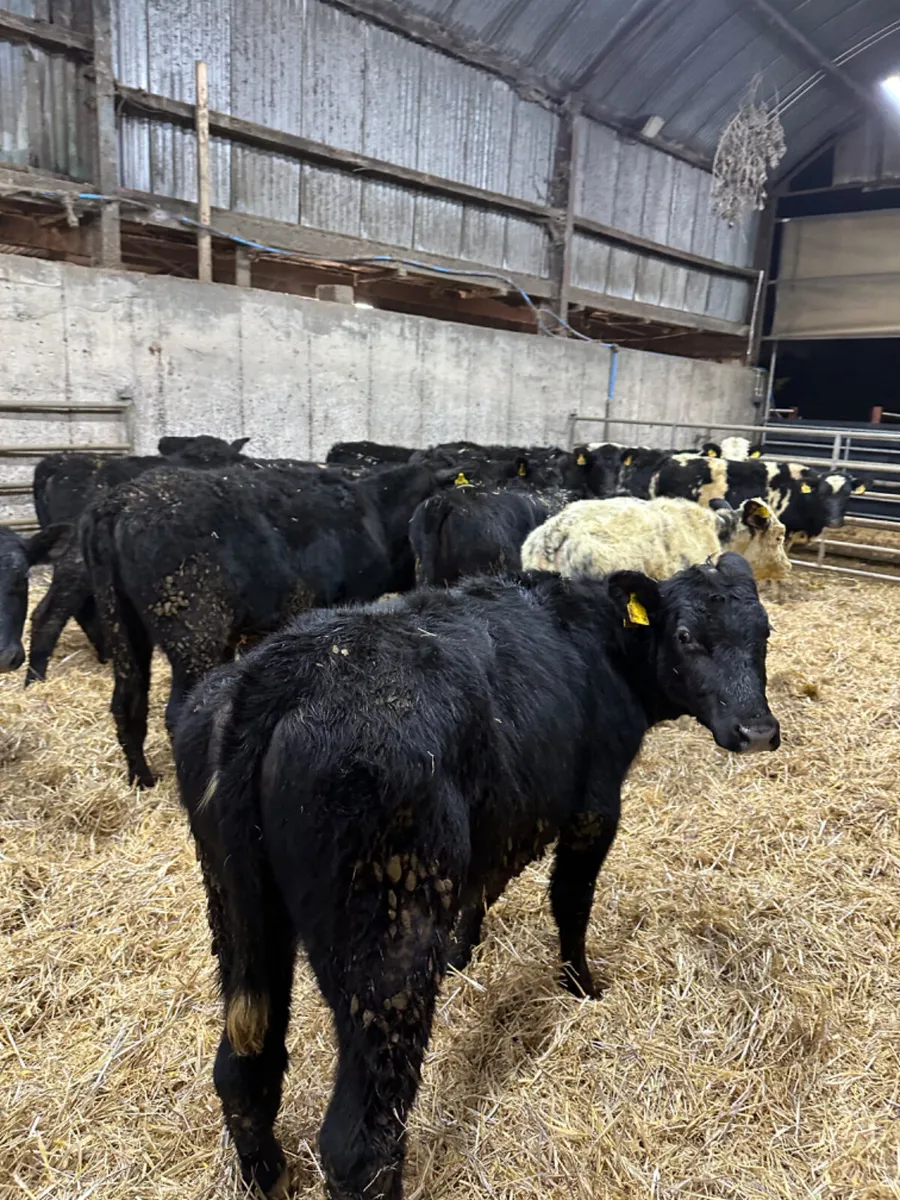 Angus and blue heifers - Image 3