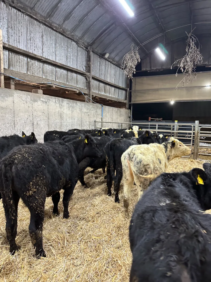 Angus and blue heifers - Image 4