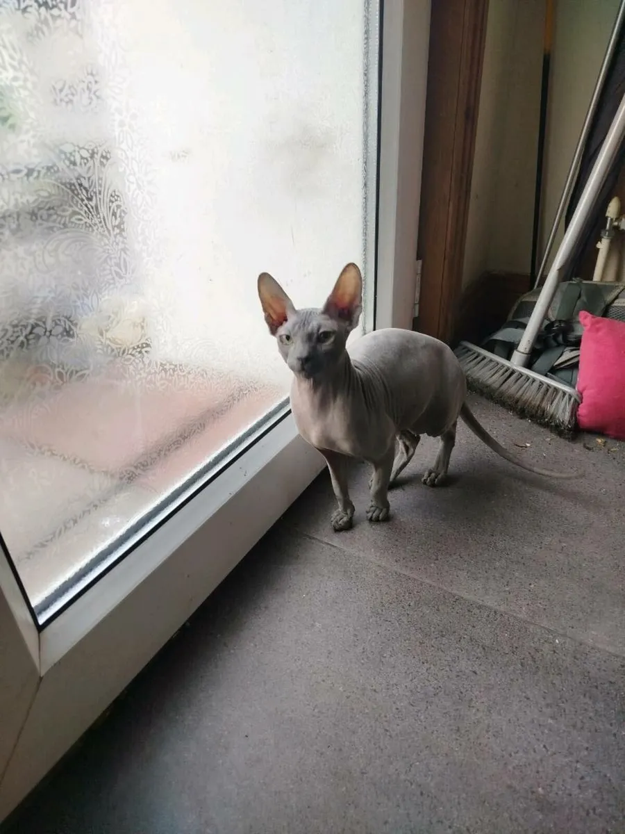 Sphynx cats - Image 1