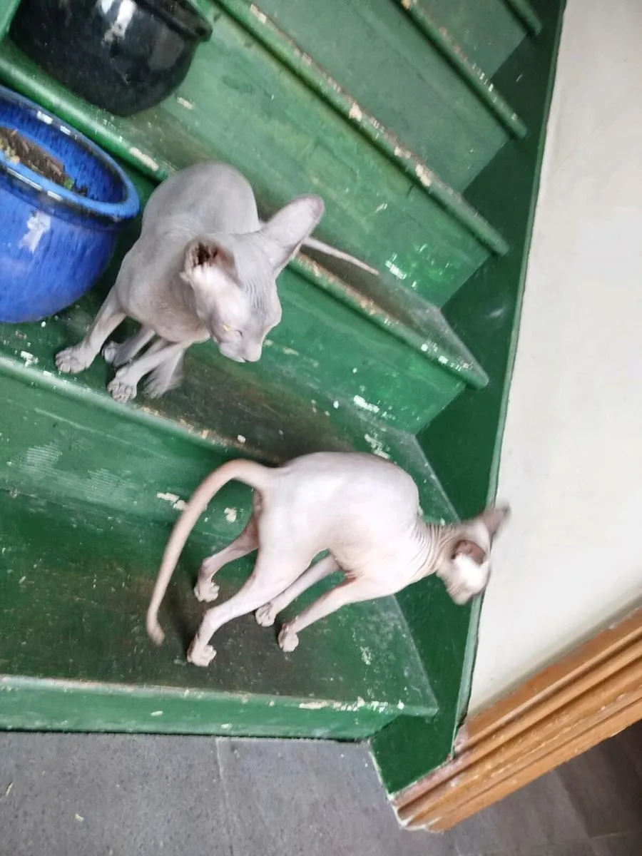 Sphynx cats - Image 3