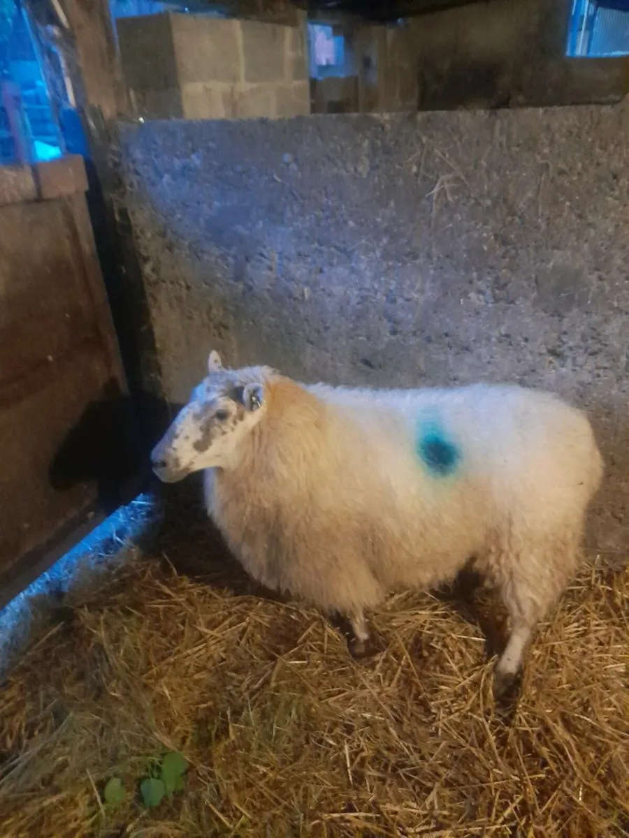Foster ewe - Image 1