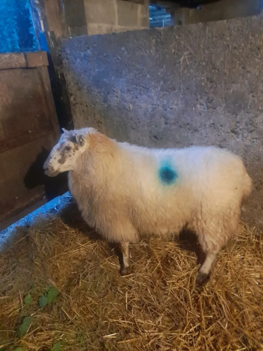 Foster ewe - Image 2