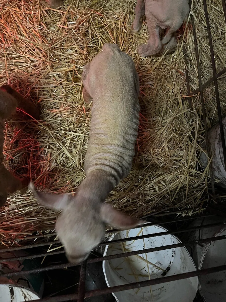 Foster lambs - Image 1