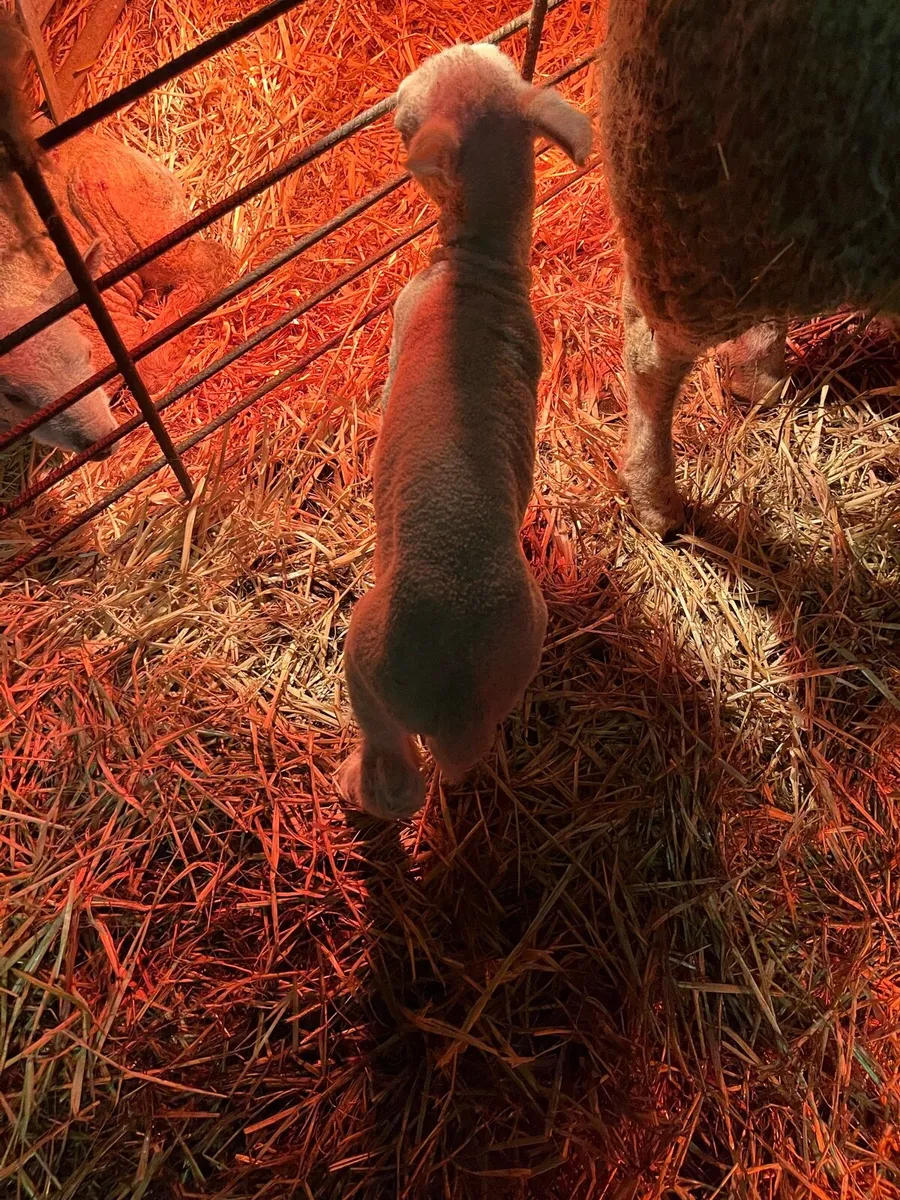 Foster lambs - Image 2