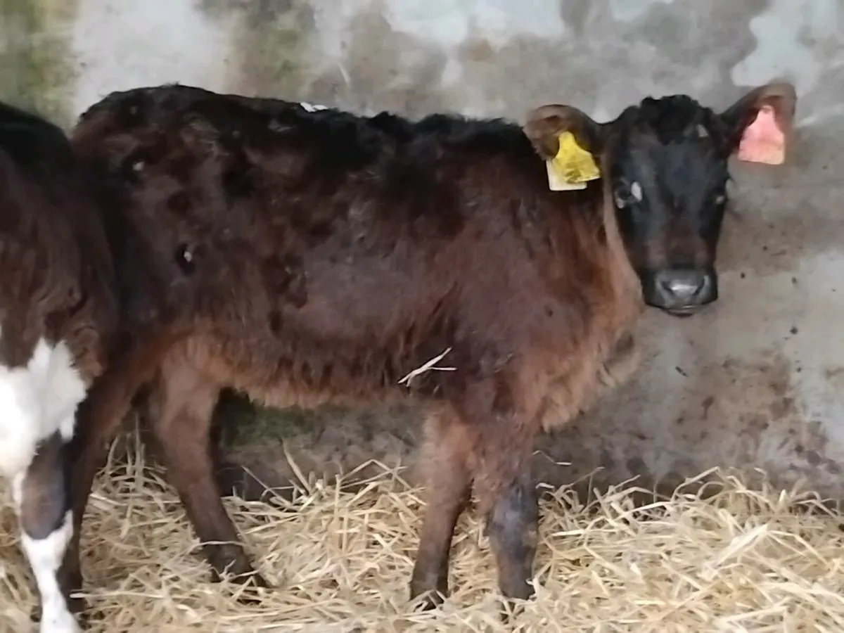 2 Reared Heifers- €1150 - Image 4