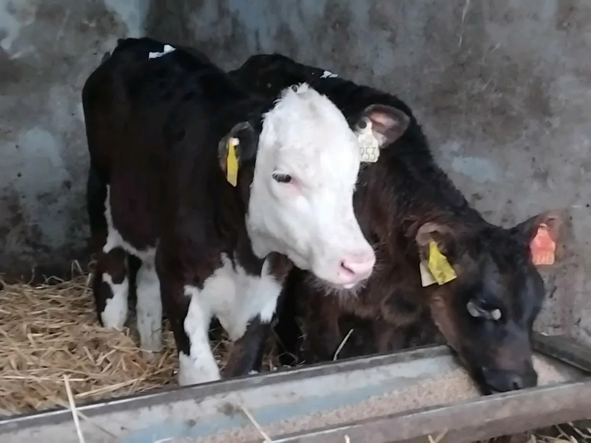 2 Reared Heifers- €1150 - Image 1