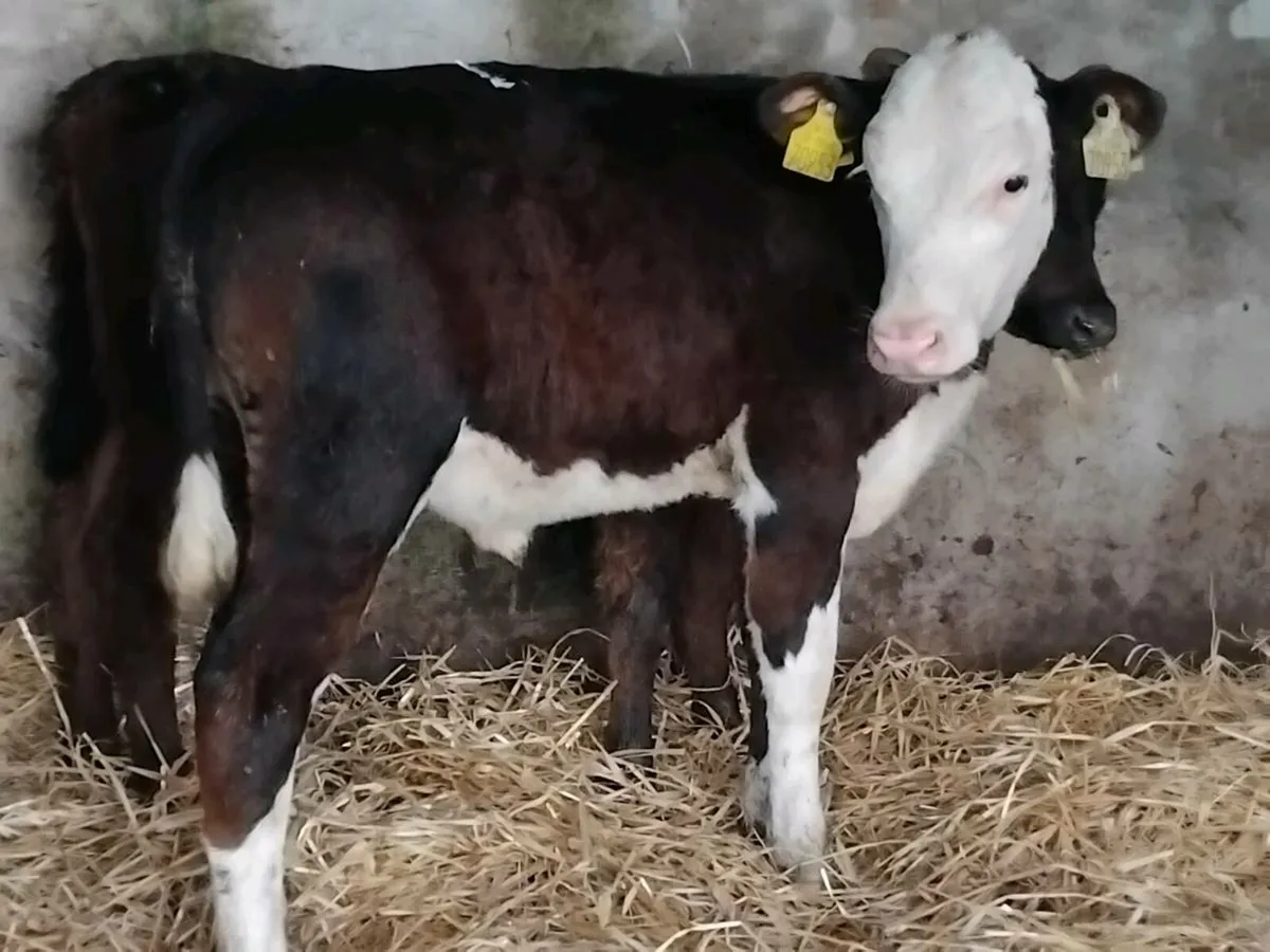 2 Reared Heifers- €1150 - Image 3