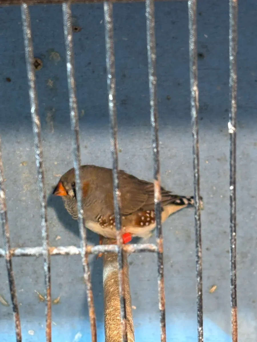 Zebra Finch Young - Image 3