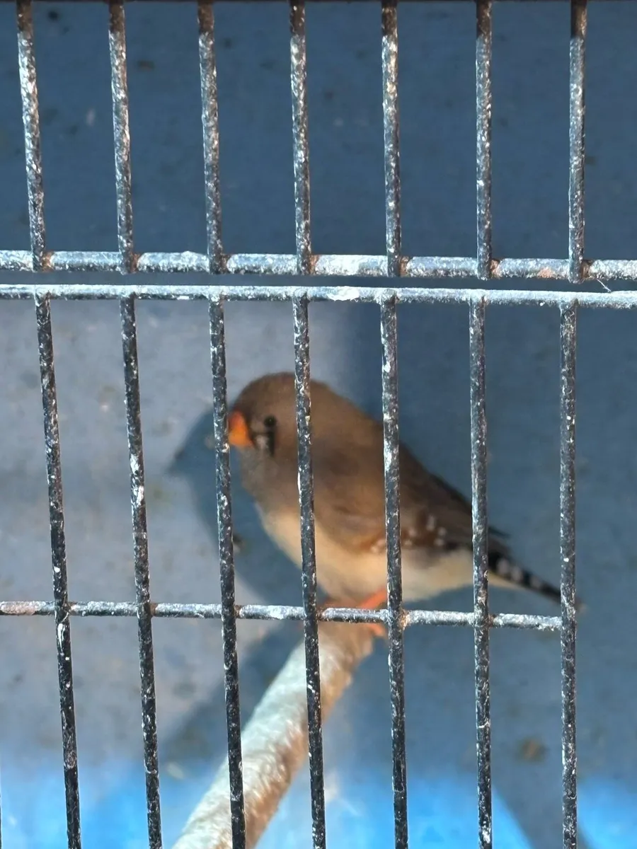 Zebra Finch Young - Image 1