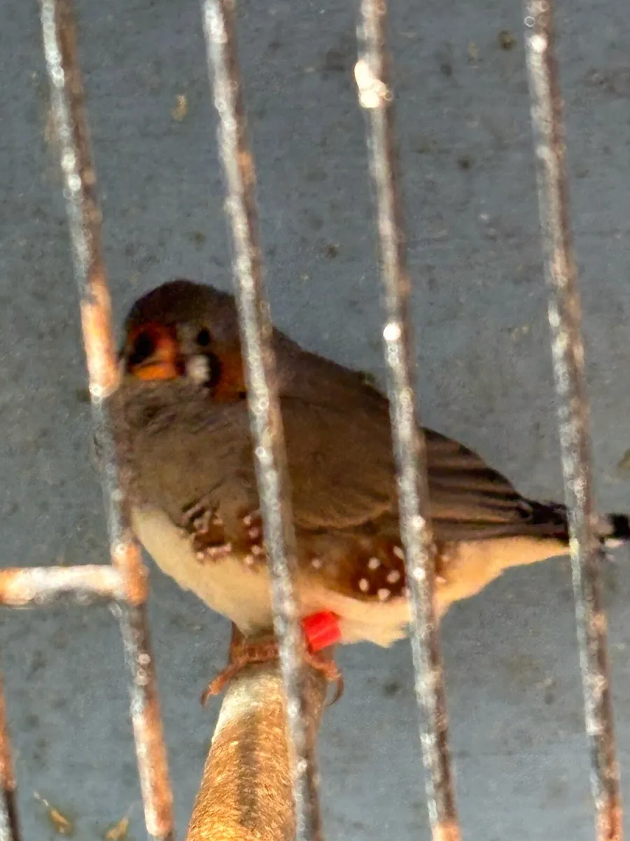 Zebra Finch Young - Image 2