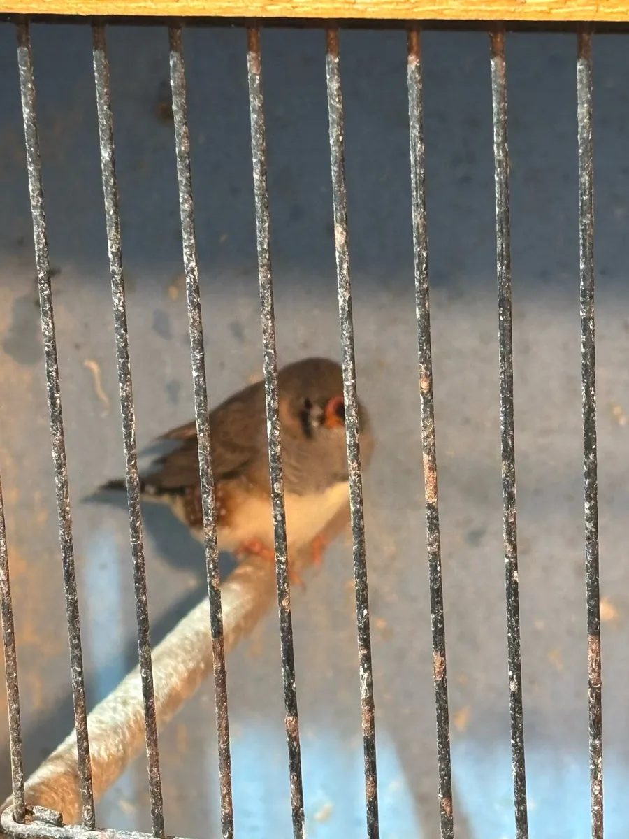 Zebra Finch Young - Image 4