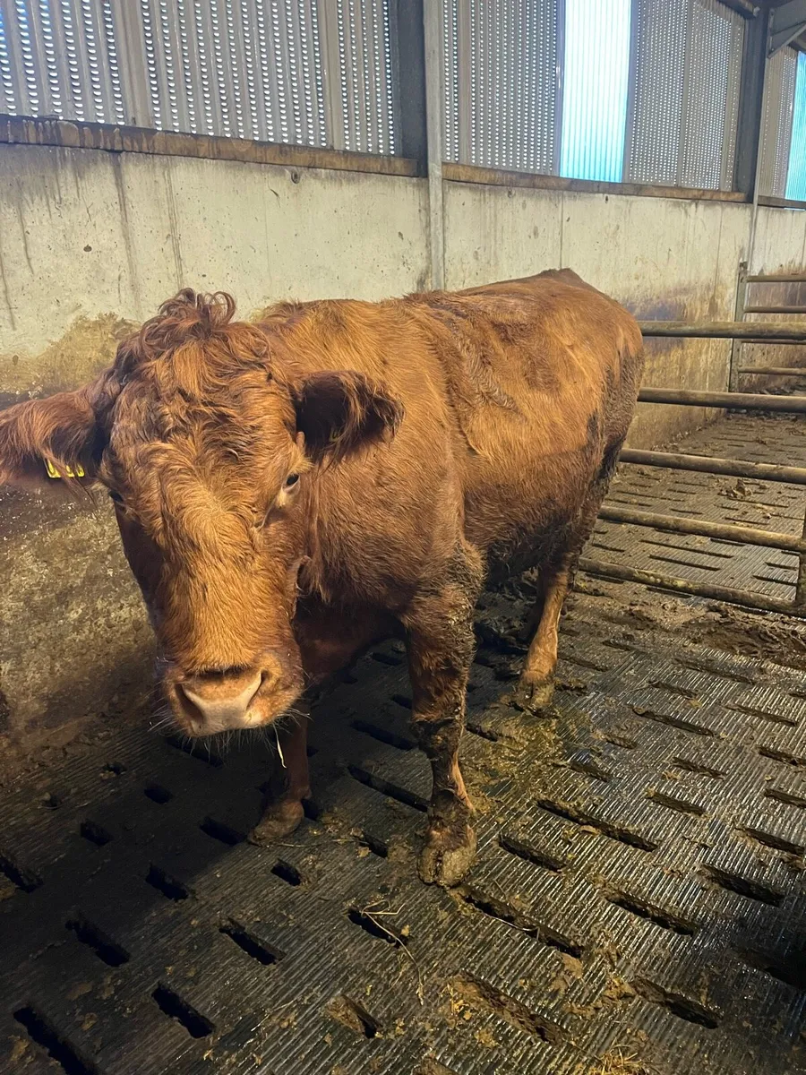 Dry cow and 3 weanling bulls - Image 1