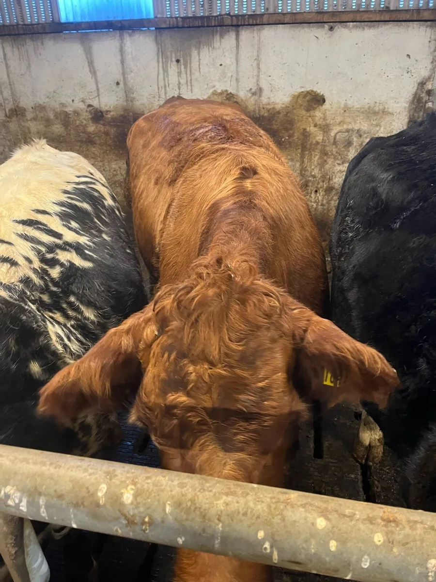 Dry cow and 3 weanling bulls - Image 2