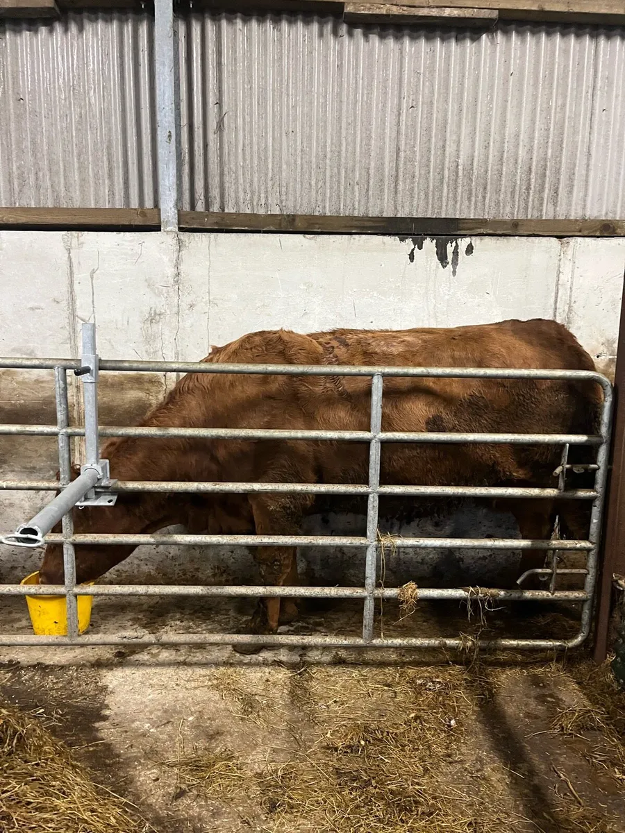 Dry cow and 3 weanling bulls - Image 4
