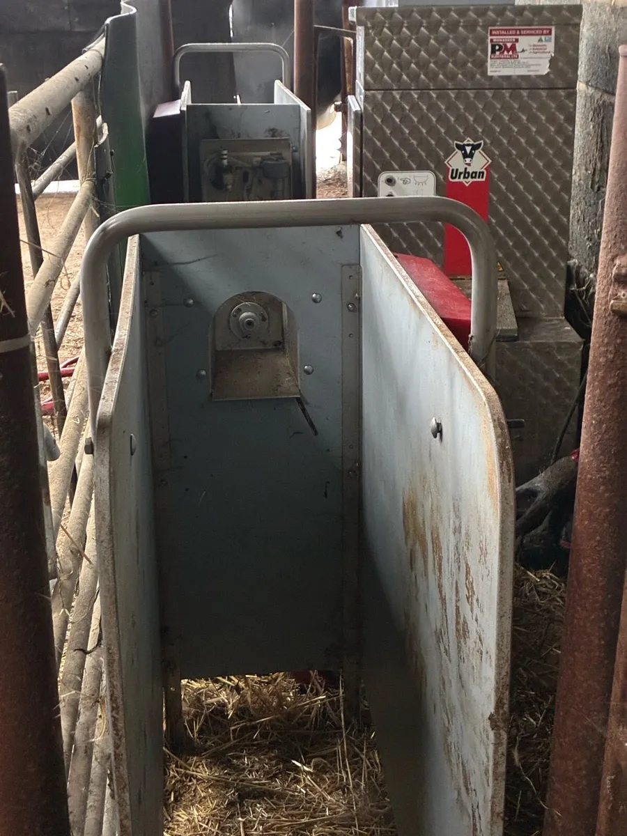 Calf feeder - Image 4
