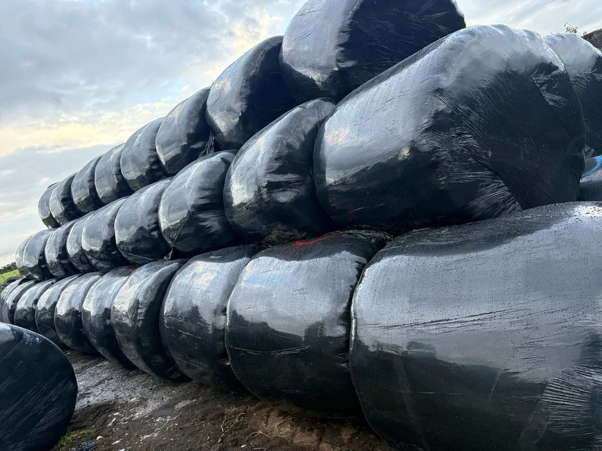 200 bales of Silage - Image 2