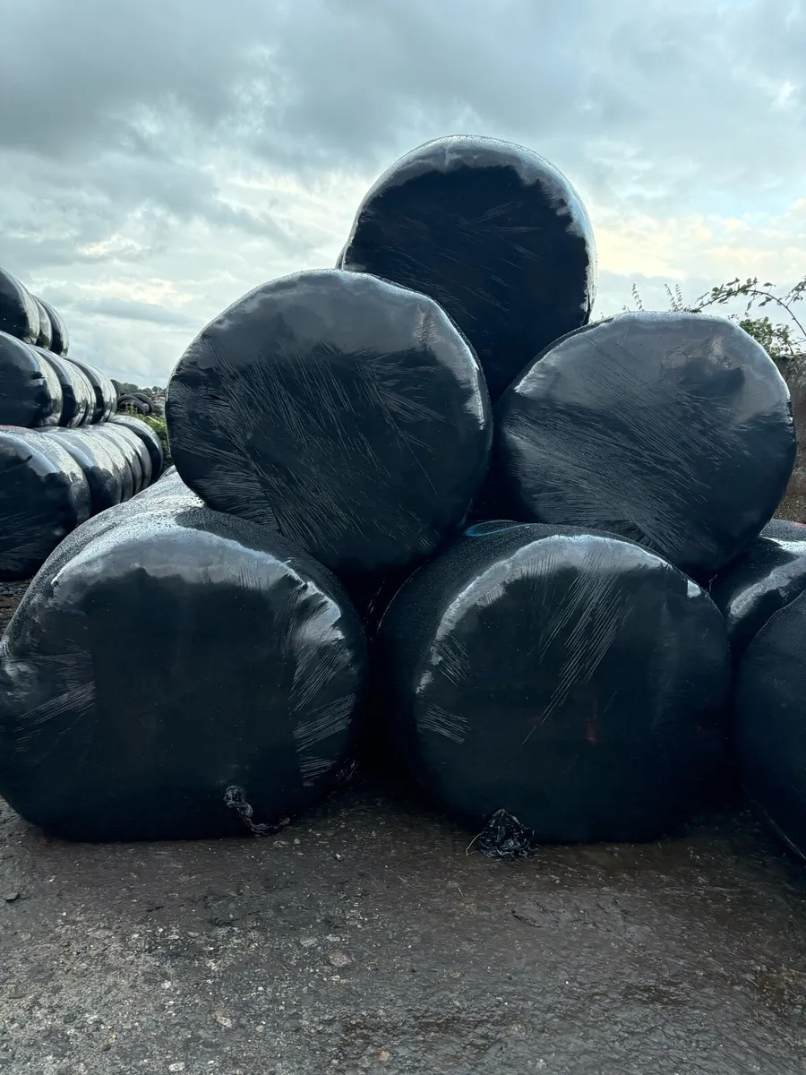 200 bales of Silage - Image 3