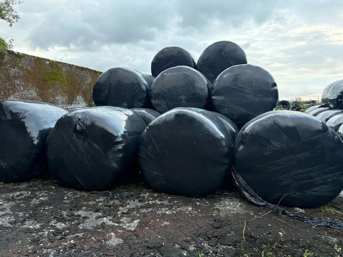 200 bales of Silage - Image 1