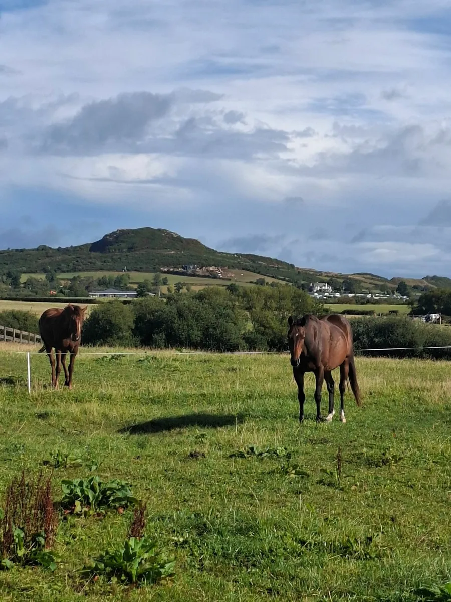 Equestrian/ livery yard - Image 4