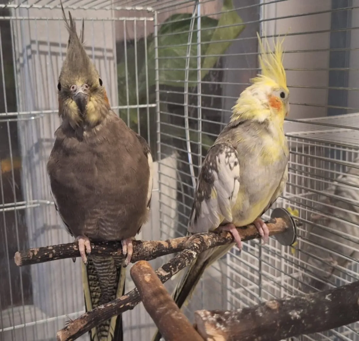Cockatiel Birds Superhealthy - Image 2