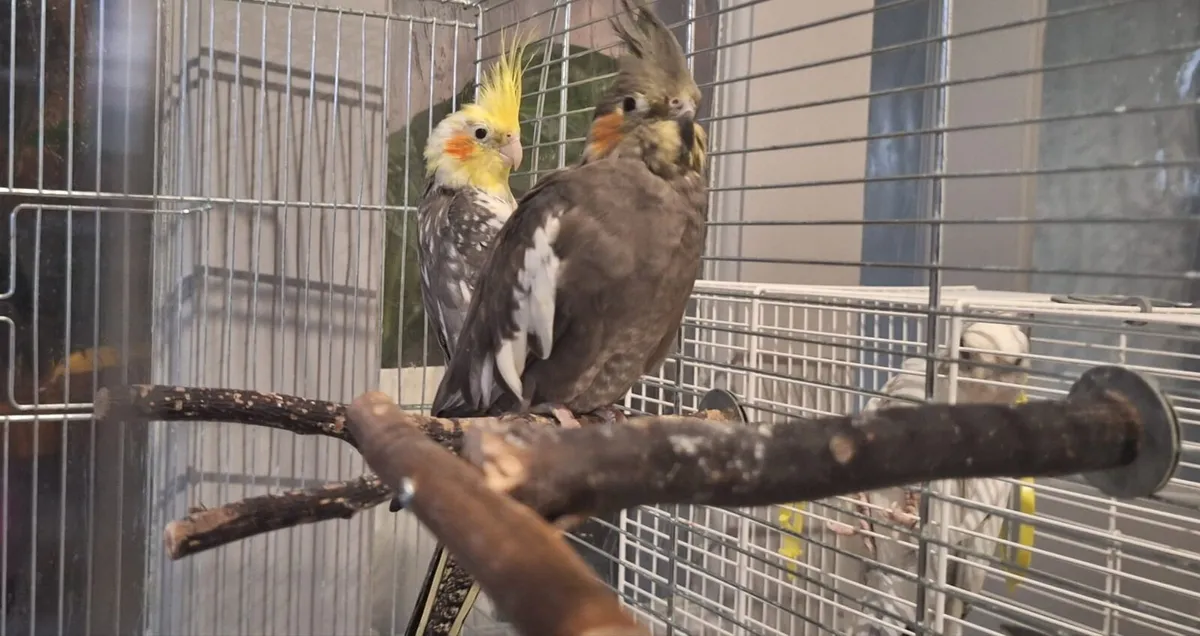 Cockatiel Birds Superhealthy - Image 3