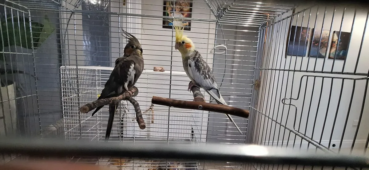 Cockatiel Birds Superhealthy - Image 4