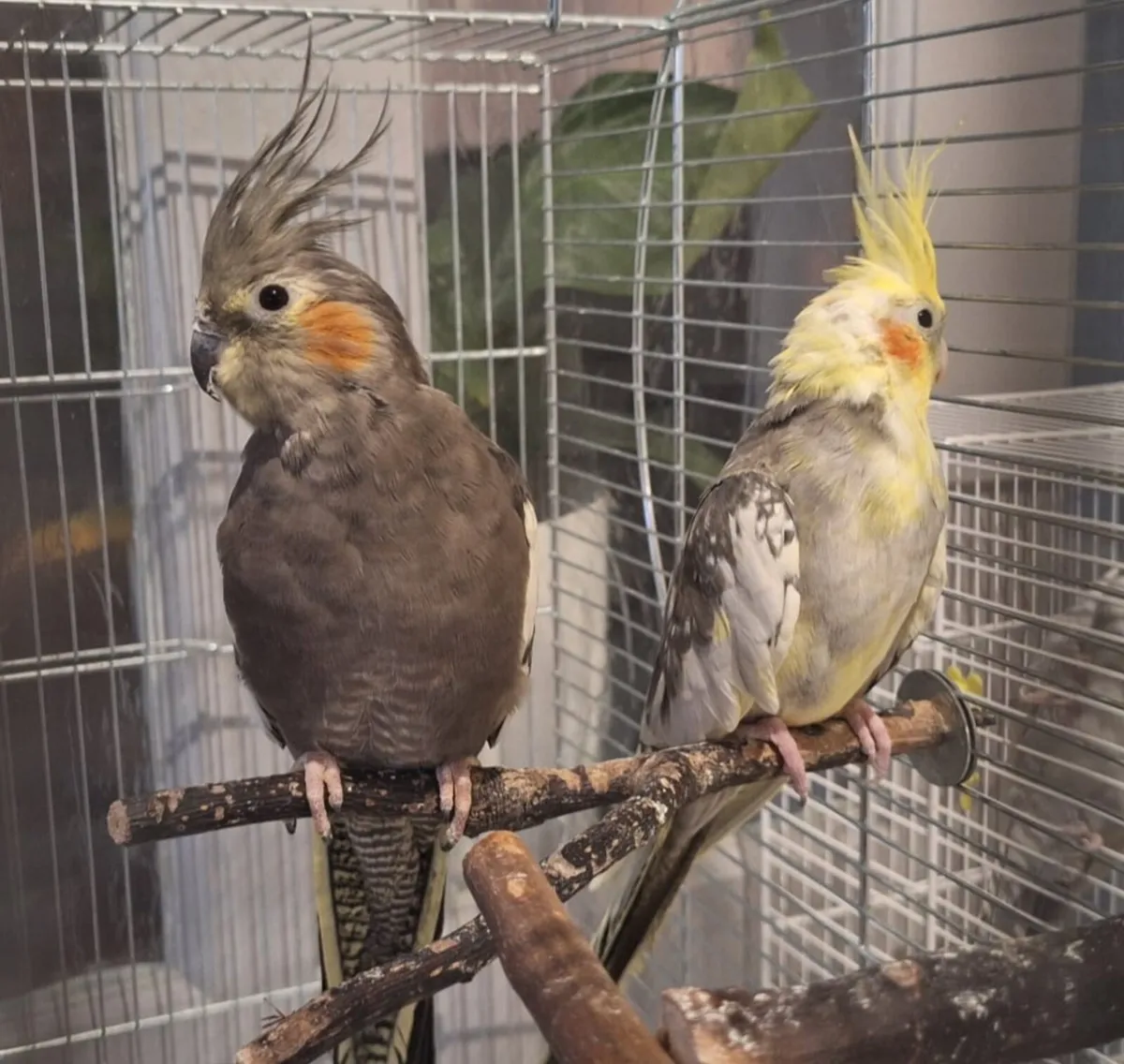 Cockatiel Birds Superhealthy - Image 1