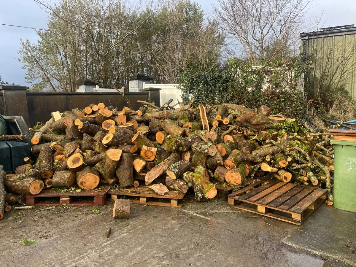 Ash timber - Image 1