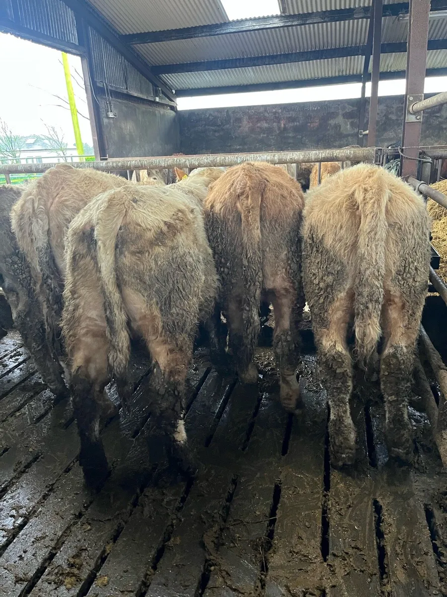 14 Bullocks - Image 1