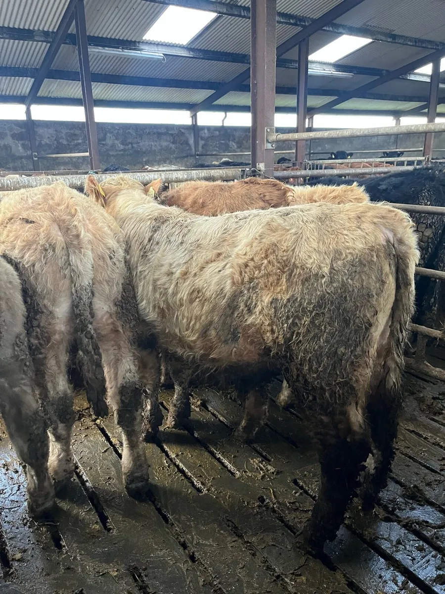 14 Bullocks - Image 3