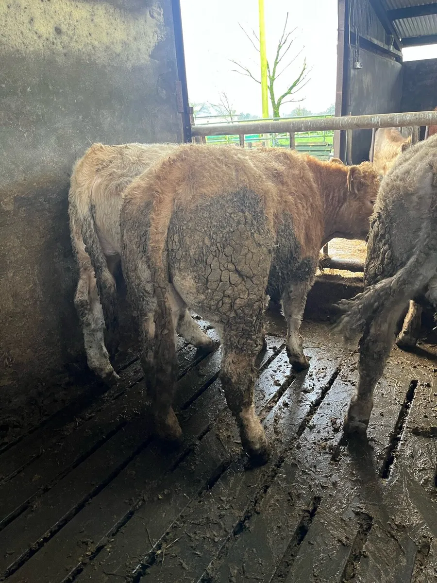 14 Bullocks - Image 2