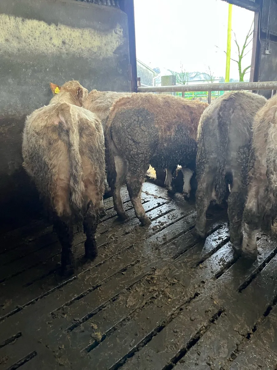 14 Bullocks - Image 4